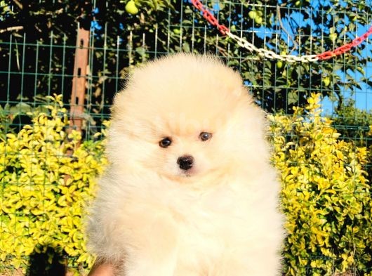 Krem Rengi̇nde Ayı Surat Pomerani̇an Boo Yavrumuz