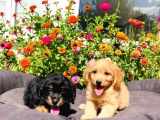 Red Ve Black Tan Malti̇poo Yavrularımız