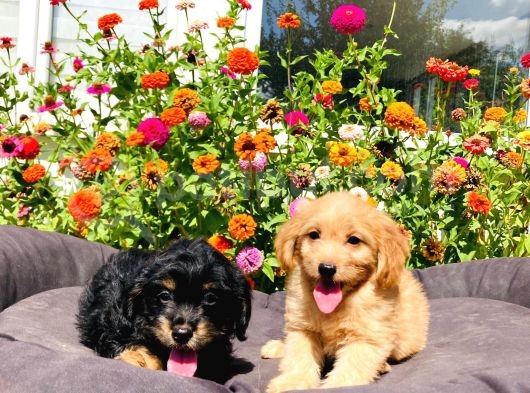 Red Ve Black Tan Malti̇poo Yavrularımız görsel
