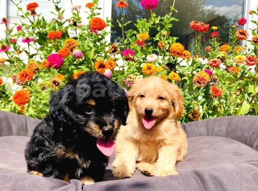 Red Ve Black Tan Malti̇poo Yavrularımız görsel