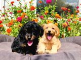 Red Ve Black Tan Malti̇poo Yavrularımız