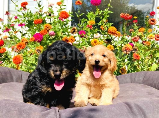 Red Ve Black Tan Malti̇poo Yavrularımız