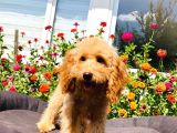 Yetişkin Toy Poodle Yavrularımız