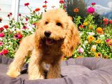 Yetişkin Toy Poodle Yavrularımız