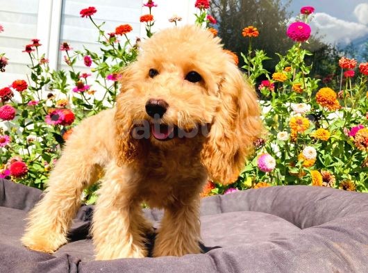 Yetişkin Toy Poodle Yavrularımız görsel