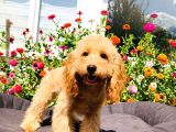 Yetişkin Toy Poodle Yavrularımız
