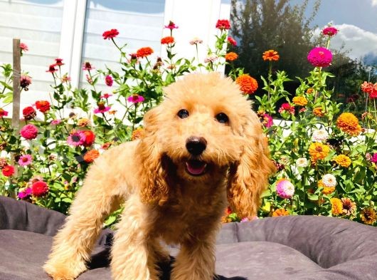 Yetişkin Toy Poodle Yavrularımız
