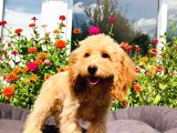 Yetişkin Toy Poodle Yavrularımız