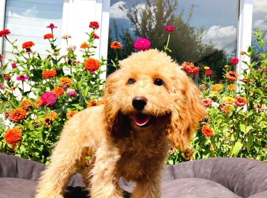 Yetişkin Toy Poodle Yavrularımız görsel
