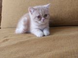Safkan Exoti̇c Bebek