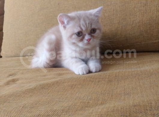 Safkan Exoti̇c Bebek