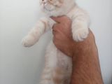Safkan Exoti̇c Bebek