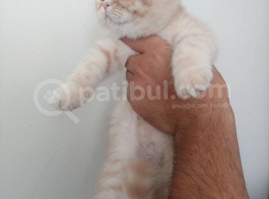 Safkan Exoti̇c Bebek görsel