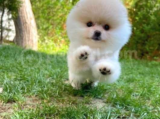 Ayı Surat Pomeranian Boo Yavrularımız görsel