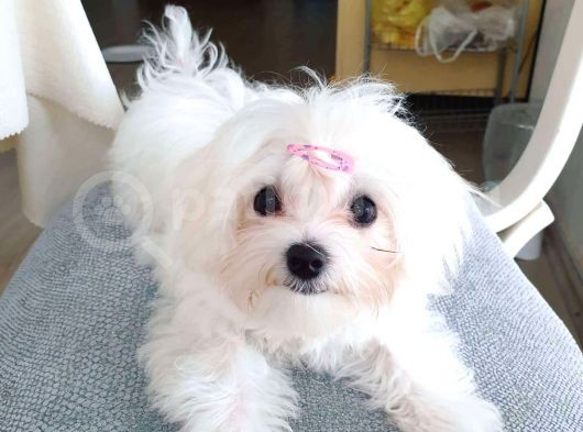 0 Numara Maltese Terrier Yavrularımız