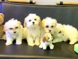 Maltipoo Yavrular