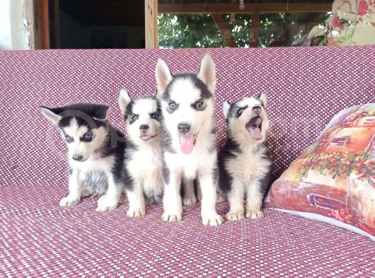 Yavru Safkan Si̇bi̇rya Kurdu Husky