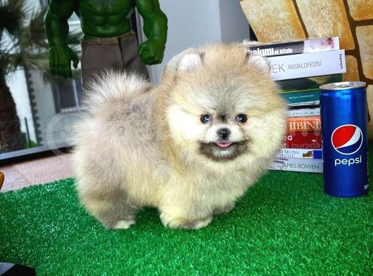 Ayı Surat Pomeranian Boo Yavrularımız