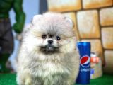 Ayı Surat Pomeranian Boo Yavrularımız