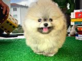Ayı Surat Pomeranian Boo Yavrularımız