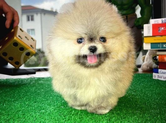 Ayı Surat Pomeranian Boo Yavrularımız görsel
