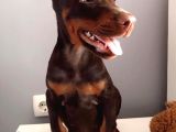 Europan Doberman