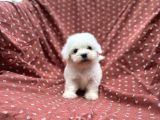 Maltese Terrier Yavrular
