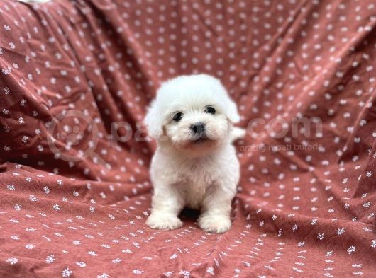 Maltese Terrier Yavrular