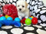 Anne Altından Maltese Terrier