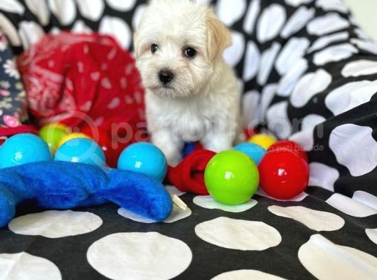 Anne Altından Maltese Terrier görsel