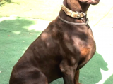 Europan Doberman