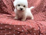 Maltese Terrier Yavrular