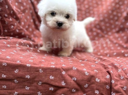 Maltese Terrier Yavrular görsel
