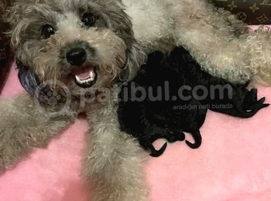 Toy Poodle Yavrular görsel
