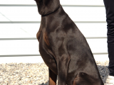 Europan Doberman