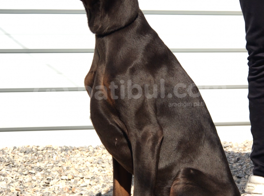 Europan Doberman görsel