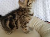 Britişh Shorthair Full Üretim Secereli Dişi Mermer