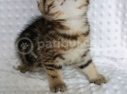 Britişh Shorthair Full Üretim Secereli Dişi Mermer görsel