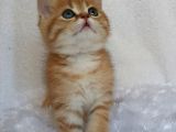 Britişh Shorthair Full Üretim Secereli  Tabby Erkek Temmuz