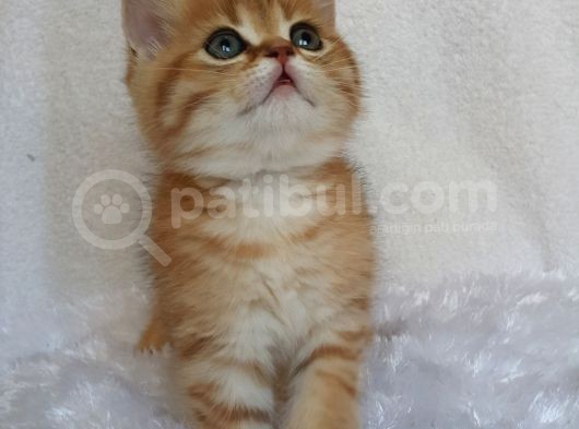 Britişh Shorthair Full Üretim Secereli  Tabby Erkek Temmuz