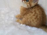 Britişh Shorthair Full Üretim Secereli  Tabby Erkek Temmuz