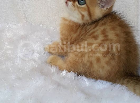 Britişh Shorthair Full Üretim Secereli  Tabby Erkek Temmuz görsel