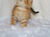 Britişh Shorthair Full Üretim Secereli  Tabby Erkek Temmuz