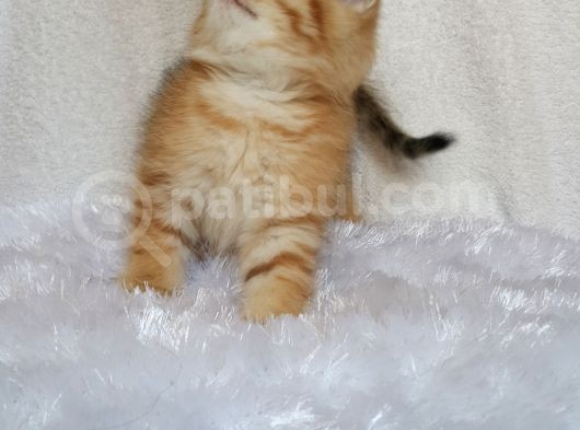 Britişh Shorthair Full Üretim Secereli  Tabby Erkek Temmuz görsel