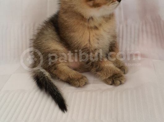 Britişh Shorthair Full Üretim Secereli Dişi Ny 25 görsel