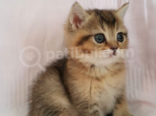 Britişh Shorthair Full Üretim Secereli Dişi Ny 25 görsel