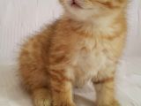 Britişh Shorthair Full Üretim Secereli  Tabby Erkek Temmuz