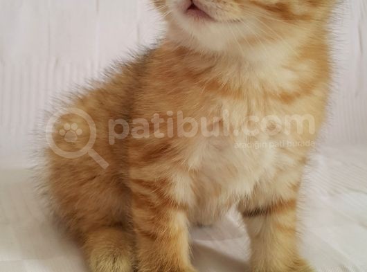Britişh Shorthair Full Üretim Secereli  Tabby Erkek Temmuz görsel
