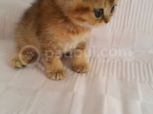 Britişh Shorthair Full Üretim Secereli Erkek Ny 11 görsel
