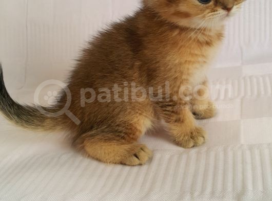Britişh Shorthair Full Üretim Secereli Erkek Ny 11 görsel
